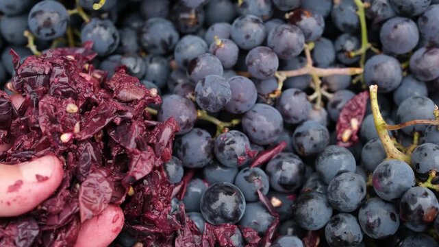 Red Grapes Background. Drape Pomace or Marc in the Winemaker's Hand. Winemaking Process.