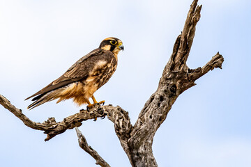 Lanner Falcon