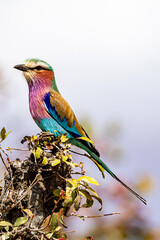 Lilac-breasted Roller