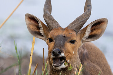 Bush Buck