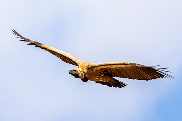 Cape Vulture