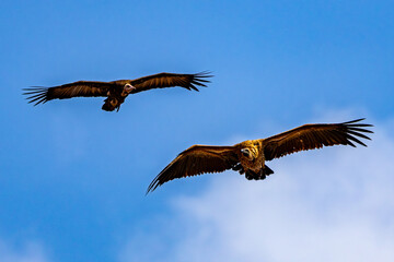 White-backed and Hooded Vulture gliding together