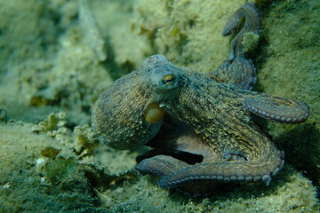 Common octopus (Octopus vulgaris) hunting, Aegean Sea, Greece, Halkidiki, Pirgos beach