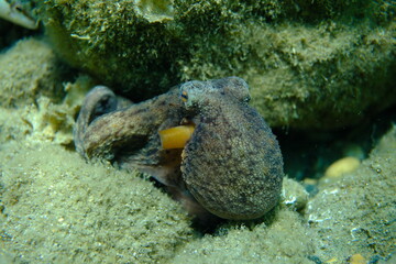 Common octopus (Octopus vulgaris) hunting, Aegean Sea, Greece, Halkidiki, Pirgos beach