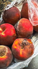 Moldy peaches decaying inside plastic grocery bag