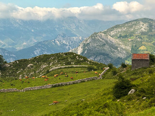 Cows grazing on terraced pasture in mountain valley