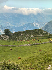 Cows grazing on terraced green hillside with mountains