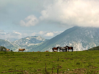 Horses and cows grazing on mountain meadow