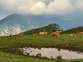 Cows resting on alpine meadow with mountains