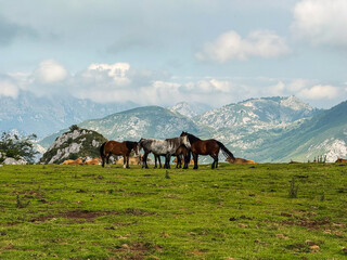 Horses grazing on mountain meadow with distant peaks