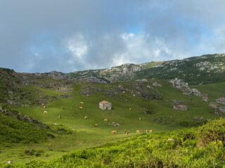 Cows grazing near stone huts on green mountain valley