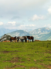 Horses standing on alpine meadow with distant mountains