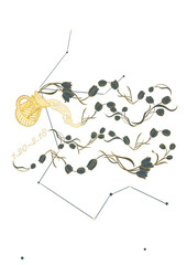 Aquarius and Tulips Constellation Culture