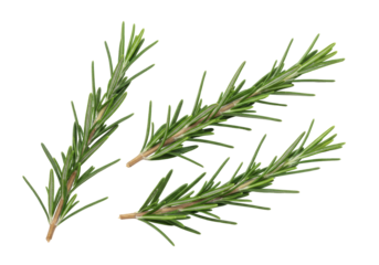 Isolated sprigs of aromatic rosemary herb for cooking with stems and needle-like leaves