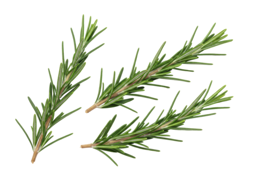 Isolated sprigs of aromatic rosemary herb for cooking with stems and needle-like leaves