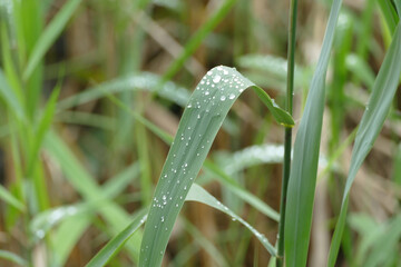 Regentropfen auf einem Blatt als Hintergrund