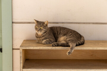 a stray cat sitting on the street
