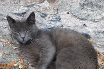 a stray cat sitting on the street