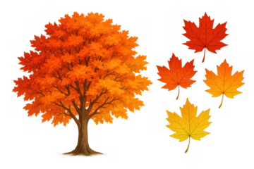 Maple tree illustration with autumn foliage and falling maple leaves, changing seasons, transparent background