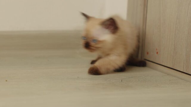 Siamese kitten scratching on the floor and grooming itself due to fleas. Cute blue-eyed cat with dark brown ears lying stretched on the floor. Concept of pet care and deworming at home.
