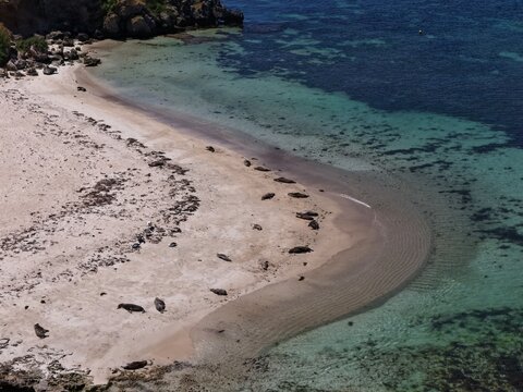 Sunbathing Seals