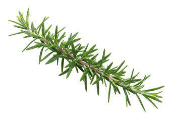Fototapeta premium Isolated sprig of fresh green rosemary for cooking or aromatherapy use, culinary herb, fresh