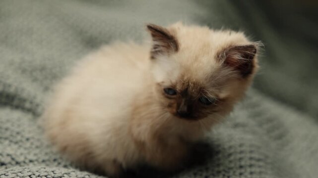 Two small siamese cats play on the floor with a feather toy near a tripod. Owner combs a cat resting on a blanket. The kittens scratch because of fleas. Home interior, playful and cozy moment.