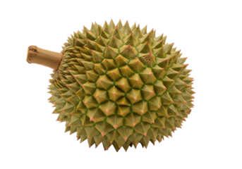 Isolated close-up of a ripe spiky durian fruit with stem and bumpy texture on surface
