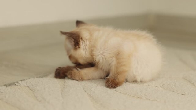 Siamese kitten scratching on the floor and grooming itself due to fleas. Cute blue-eyed cat with dark brown ears lying stretched on the floor. Concept of pet care and deworming at home.