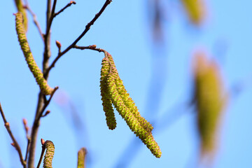 Naklejka premium Pollinating hazel catkins growing on slender twigs