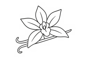 Vanilla orchid flower with bean outline, creating a simple drawing symbolizing natural aroma and sweet flavor, on transparent background