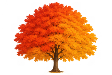 Autumn maple tree showing vibrant fall foliage with colorful red, orange, and yellow leaves on a transparent background