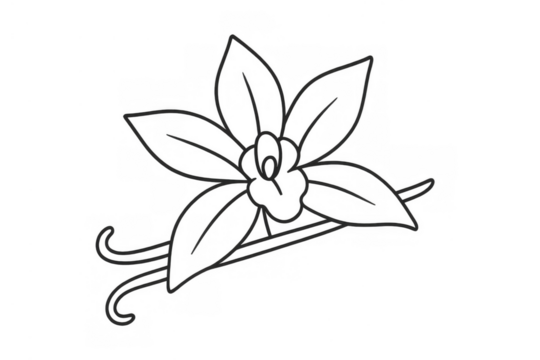 Vanilla orchid flower with bean outline, creating a simple drawing symbolizing natural aroma and sweet flavor, on transparent background