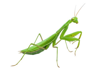 Isolated Praying Mantis with Upraised Legs on Neutral Backdrop, Green Insect Detail
