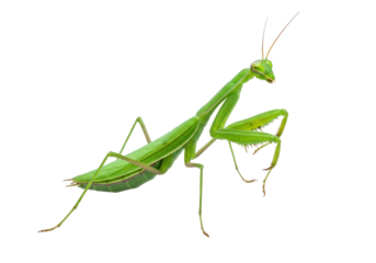 Isolated Praying Mantis with Upraised Legs on Neutral Backdrop, Green Insect Detail
