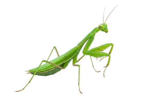 Isolated Praying Mantis with Upraised Legs on Neutral Backdrop, Green Insect Detail