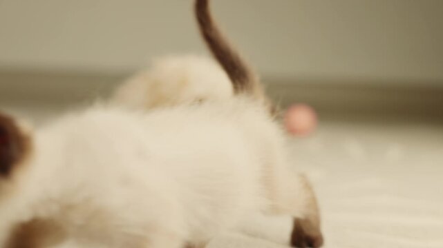 Two small siamese cats play on the floor with a feather toy near a tripod. Owner combs a cat resting on a blanket. The kittens scratch because of fleas. Home interior, playful and cozy moment.