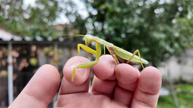 Large green praying mantis on a person's hand. 4K slow-motion video. Macro view of a praying mantis on a person's hand as it looks around.