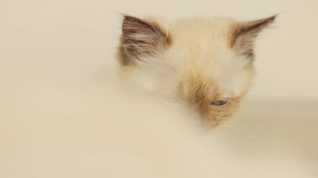 Siamese kitten scratching on the floor and grooming itself due to fleas. Cute blue-eyed cat with dark brown ears lying stretched on the floor. Concept of pet care and deworming at home.