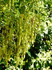 Fruits of the Japanese pagoda tree (Styphnolobium japonicum, syn. Sophora japonica), also Chinese scholar tree and pagoda tree. Popular ornamental tree, used in traditional Chinese medicine. Malta