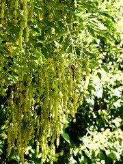 Fruits of the Japanese pagoda tree (Styphnolobium japonicum, syn. Sophora japonica), also Chinese scholar tree and pagoda tree. Popular ornamental tree, used in traditional Chinese medicine. Malta