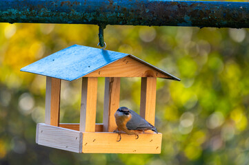 Bird feeder shaped like a small house with a Eurasian nuthatch (Sitta europaea) eating sunflower seeds, set against a soft autumn-colored background.