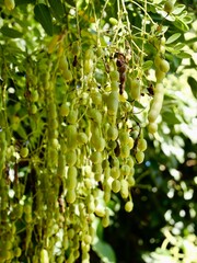 Fruits of the Japanese pagoda tree (Styphnolobium japonicum, syn. Sophora japonica), also Chinese scholar tree and pagoda tree. Popular ornamental tree, used in traditional Chinese medicine. Malta