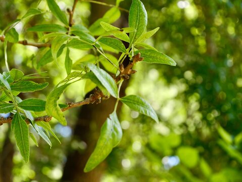 Shoots with leaves of the Atlantic pistacio (Pistacia atlantica) tree in the park, also Mt. Atlas mastic tree, Atlas pistachio, Atlantic terebinth, wild pistachio, and Cyprus turpentine. Malta 