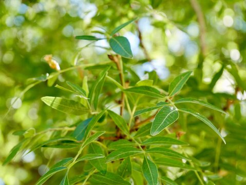 Shoots with leaves of the Atlantic pistacio (Pistacia atlantica) tree in the park, also Mt. Atlas mastic tree, Atlas pistachio, Atlantic terebinth, wild pistachio, and Cyprus turpentine. Malta 