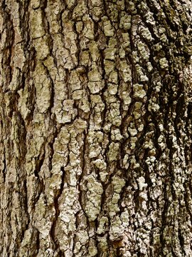 Bark of the Atlantic pistacio (Pistacia atlantica) tree in the park, also Mt. Atlas mastic tree, Atlas pistachio, Atlantic terebinth, wild pistachio, and Cyprus turpentine. Malta 