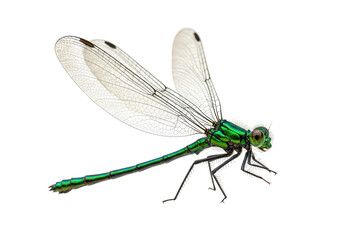 Isolated Emerald Damselfly, beautiful iridescent insect with iridescent wings in close-up view