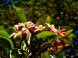 Flowering of the frangipani (Plumeria rubra), red paucipan, red-jasmine, red frangipani, common frangipani, temple tree, calachuchi, or simply plumeria. Malta