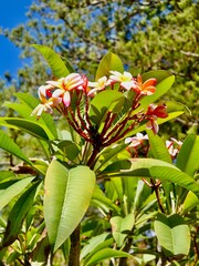 Flowering of the frangipani (Plumeria rubra), red paucipan, red-jasmine, red frangipani, common frangipani, temple tree, calachuchi, or simply plumeria. Malta