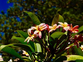 Flowering of the frangipani (Plumeria rubra), red paucipan, red-jasmine, red frangipani, common frangipani, temple tree, calachuchi, or simply plumeria. Malta